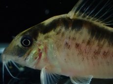画像5: 【淡水魚】【通販】No3 コリドラス ロングノーズ エヴェリナエ ワイルド【個体販売】(±5.5cm)(コリドラス)(生体)(熱帯魚)NKCR (5)
