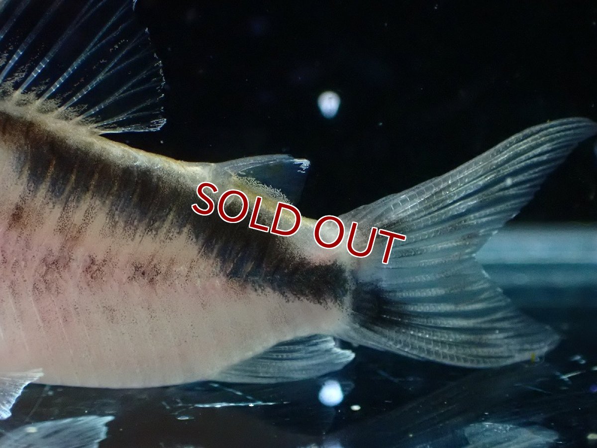 画像6: 【30%OFF対象商品30周年セール 淡水魚】【淡水魚】【通販】今回限定爆安 No3 コリドラス ロングノーズ エヴェリナエ ワイルド【個体販売】(±5.5cm)(コリドラス)(生体)(熱帯魚)NKCR (6)