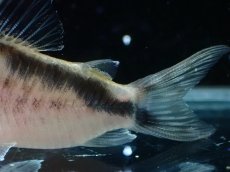 画像6: 【淡水魚】【通販】No3 コリドラス ロングノーズ エヴェリナエ ワイルド【個体販売】(±5.5cm)(コリドラス)(生体)(熱帯魚)NKCR (6)