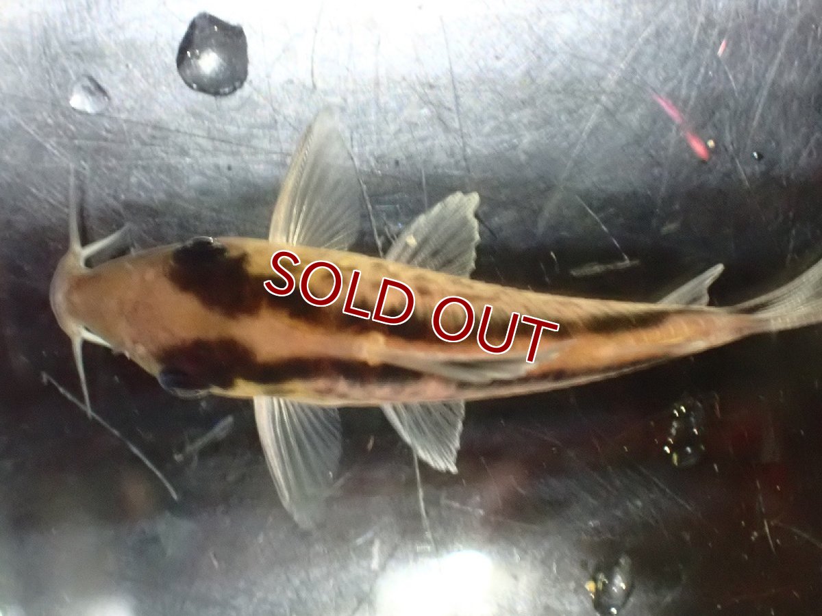 画像7: 【30%OFF対象商品30周年セール 淡水魚】【淡水魚】【通販】今回限定爆安 No3 コリドラス ロングノーズ エヴェリナエ ワイルド【個体販売】(±5.5cm)(コリドラス)(生体)(熱帯魚)NKCR (7)