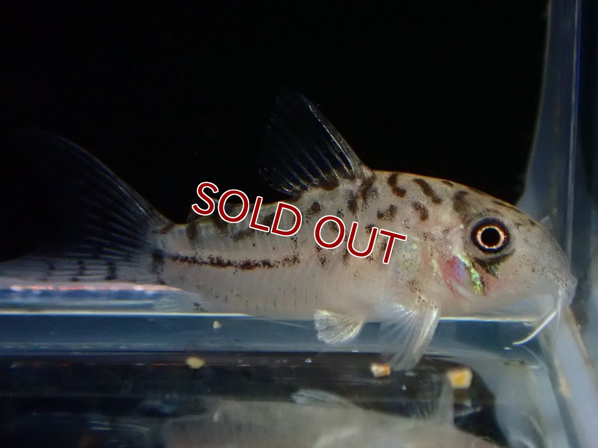 画像1: 【淡水魚】【通販】No1 コリドラス エヴェリナエ2 ワイルド【個体販売】(±3cm)(コリドラス)(生体)(熱帯魚)NKCR (1)