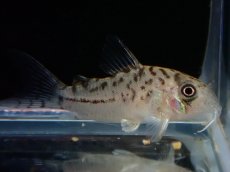 画像1: 【淡水魚】【通販】No1 コリドラス エヴェリナエ2 ワイルド【個体販売】(±3cm)(コリドラス)(生体)(熱帯魚)NKCR (1)