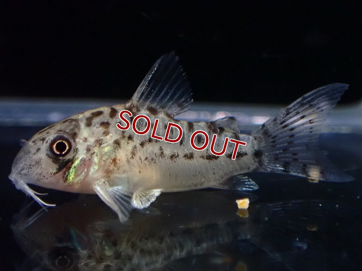 画像2: 【淡水魚】【通販】No1 コリドラス エヴェリナエ2 ワイルド【個体販売】(±3cm)(コリドラス)(生体)(熱帯魚)NKCR (2)