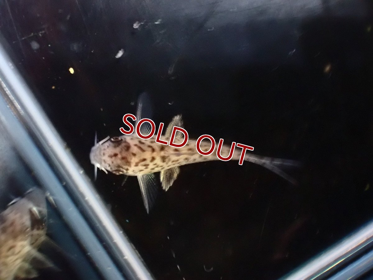 画像3: 【淡水魚】【通販】No1 コリドラス エヴェリナエ2 ワイルド【個体販売】(±3cm)(コリドラス)(生体)(熱帯魚)NKCR (3)