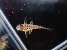 画像3: 【淡水魚】【通販】No1 コリドラス エヴェリナエ2 ワイルド【個体販売】(±3cm)(コリドラス)(生体)(熱帯魚)NKCR (3)