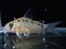 画像1: 【淡水魚】【通販】No2 コリドラス エヴェリナエ2 ワイルド【個体販売】(±3.5cm)(コリドラス)(生体)(熱帯魚)NKCR (1)