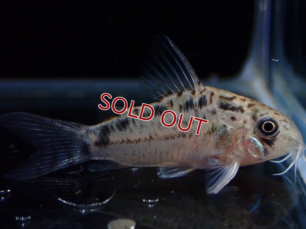 画像2: 【淡水魚】【通販】No2 コリドラス エヴェリナエ2 ワイルド【個体販売】(±3.5cm)(コリドラス)(生体)(熱帯魚)NKCR (2)