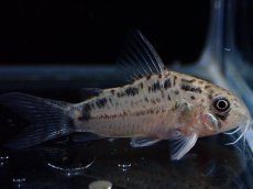 画像2: 【淡水魚】【通販】No2 コリドラス エヴェリナエ2 ワイルド【個体販売】(±3.5cm)(コリドラス)(生体)(熱帯魚)NKCR (2)
