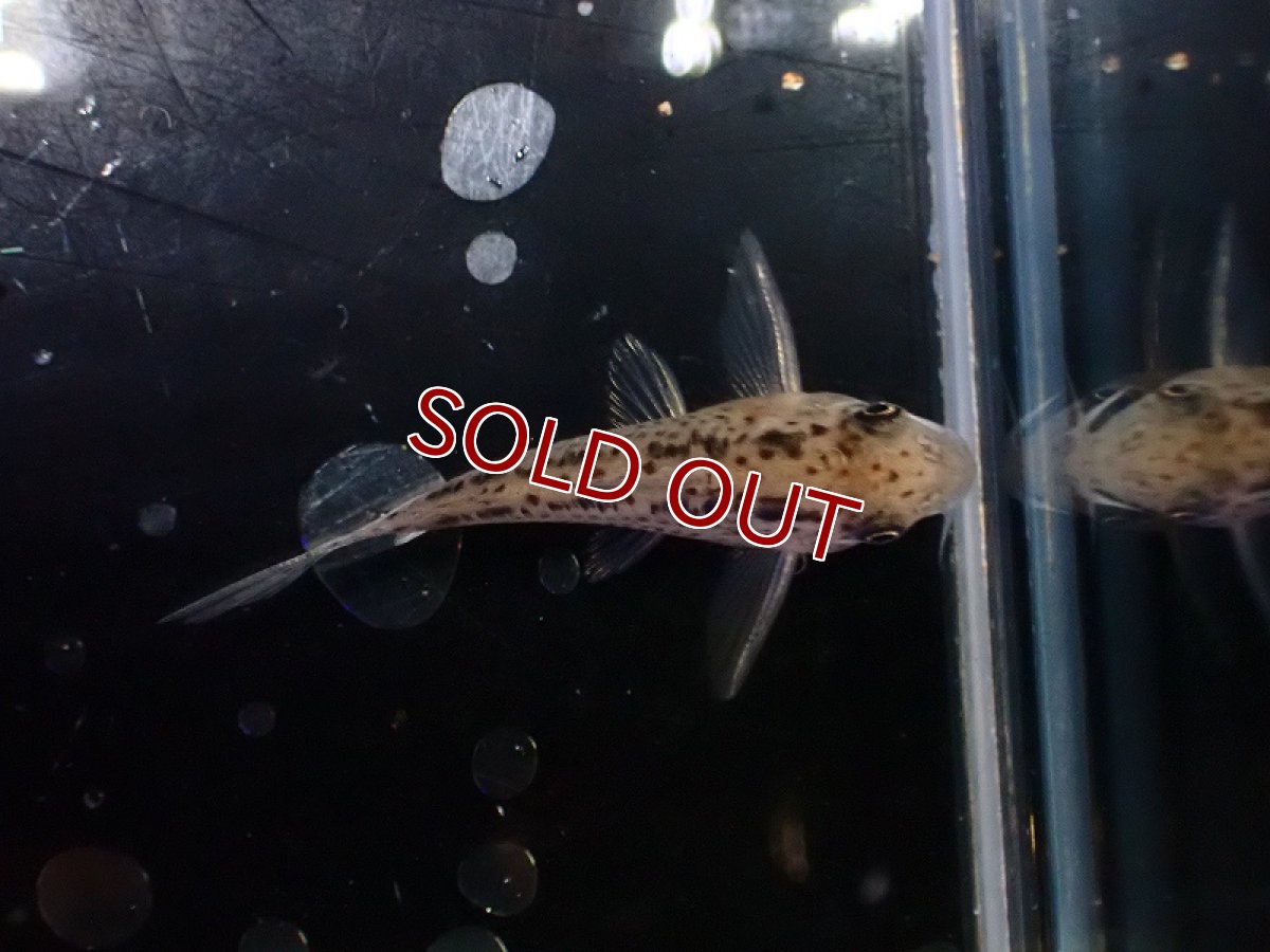 画像3: 【淡水魚】【通販】No2 コリドラス エヴェリナエ2 ワイルド【個体販売】(±3.5cm)(コリドラス)(生体)(熱帯魚)NKCR (3)