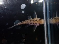 画像3: 【淡水魚】【通販】No2 コリドラス エヴェリナエ2 ワイルド【個体販売】(±3.5cm)(コリドラス)(生体)(熱帯魚)NKCR (3)