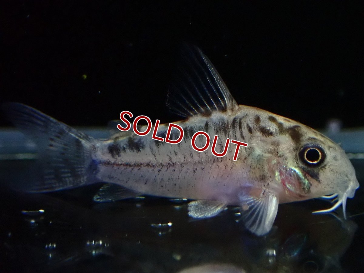 画像1: 【淡水魚】【通販】No3 コリドラス エヴェリナエ2 ワイルド【個体販売】(±3cm)(コリドラス)(生体)(熱帯魚)NKCR (1)