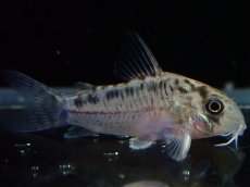 画像1: 【淡水魚】【通販】No3 コリドラス エヴェリナエ2 ワイルド【個体販売】(±3cm)(コリドラス)(生体)(熱帯魚)NKCR (1)