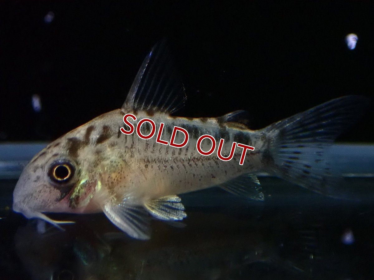 画像2: 【淡水魚】【通販】No3 コリドラス エヴェリナエ2 ワイルド【個体販売】(±3cm)(コリドラス)(生体)(熱帯魚)NKCR (2)