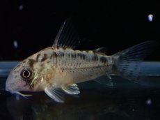 画像2: 【淡水魚】【通販】No3 コリドラス エヴェリナエ2 ワイルド【個体販売】(±3cm)(コリドラス)(生体)(熱帯魚)NKCR (2)