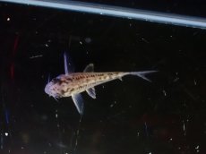 画像3: 【淡水魚】【通販】No3 コリドラス エヴェリナエ2 ワイルド【個体販売】(±3cm)(コリドラス)(生体)(熱帯魚)NKCR (3)