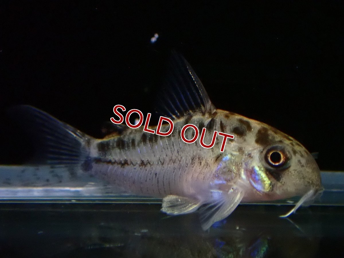 画像1: 【淡水魚】【通販】No4 コリドラス エヴェリナエ2 ワイルド【個体販売】(±3cm)(コリドラス)(生体)(熱帯魚)NKCR (1)