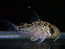 画像1: 【淡水魚】【通販】No4 コリドラス エヴェリナエ2 ワイルド【個体販売】(±3cm)(コリドラス)(生体)(熱帯魚)NKCR (1)
