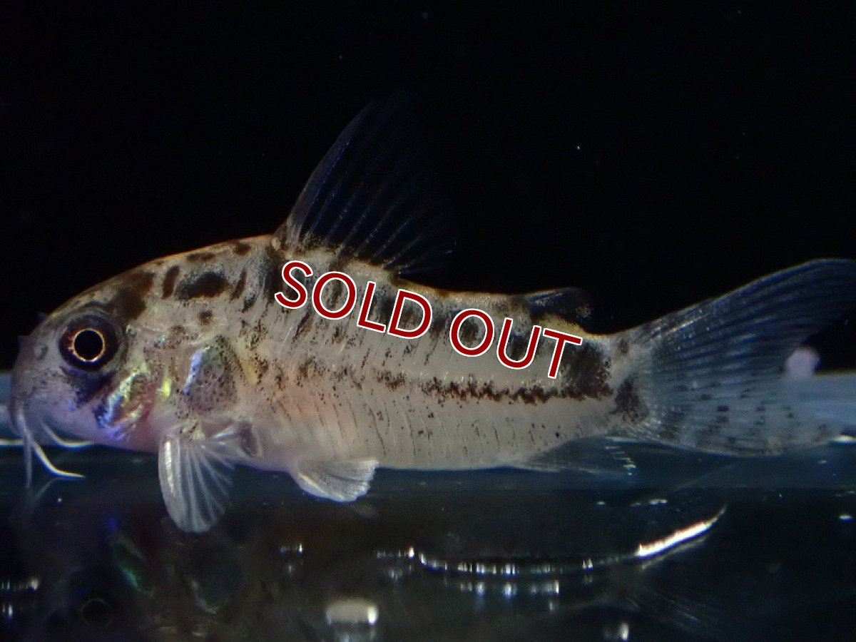 画像2: 【淡水魚】【通販】No4 コリドラス エヴェリナエ2 ワイルド【個体販売】(±3cm)(コリドラス)(生体)(熱帯魚)NKCR (2)