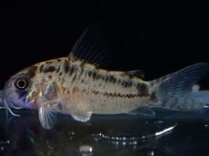 画像2: 【淡水魚】【通販】No4 コリドラス エヴェリナエ2 ワイルド【個体販売】(±3cm)(コリドラス)(生体)(熱帯魚)NKCR (2)