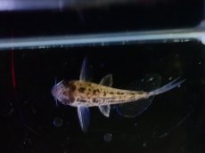 画像3: 【淡水魚】【通販】No4 コリドラス エヴェリナエ2 ワイルド【個体販売】(±3cm)(コリドラス)(生体)(熱帯魚)NKCR (3)