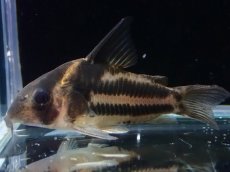 画像1: 【淡水魚】【通販】美ライン No1 コリドラス スーパーパラレルス【個体販売】(±4.5cm)(コリドラス)(生体)(熱帯魚)NKCR (1)