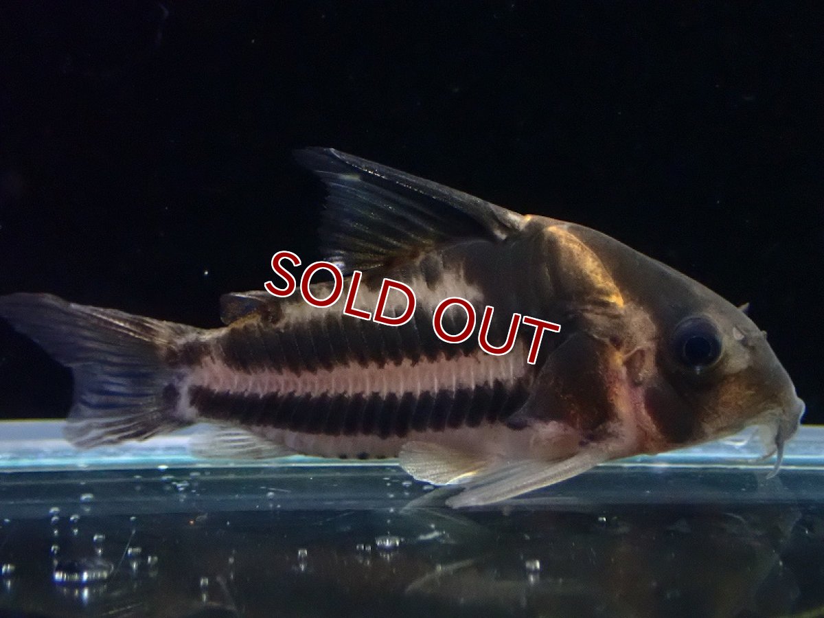 画像2: 【淡水魚】【通販】美ライン No1 コリドラス スーパーパラレルス【個体販売】(±4.5cm)(コリドラス)(生体)(熱帯魚)NKCR (2)