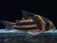 画像2: 【淡水魚】【通販】美ライン No1 コリドラス スーパーパラレルス【個体販売】(±4.5cm)(コリドラス)(生体)(熱帯魚)NKCR (2)