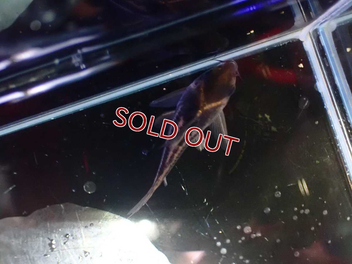 画像3: 【淡水魚】【通販】美ライン No1 コリドラス スーパーパラレルス【個体販売】(±4.5cm)(コリドラス)(生体)(熱帯魚)NKCR (3)