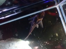 画像3: 【淡水魚】【通販】美ライン No1 コリドラス スーパーパラレルス【個体販売】(±4.5cm)(コリドラス)(生体)(熱帯魚)NKCR (3)