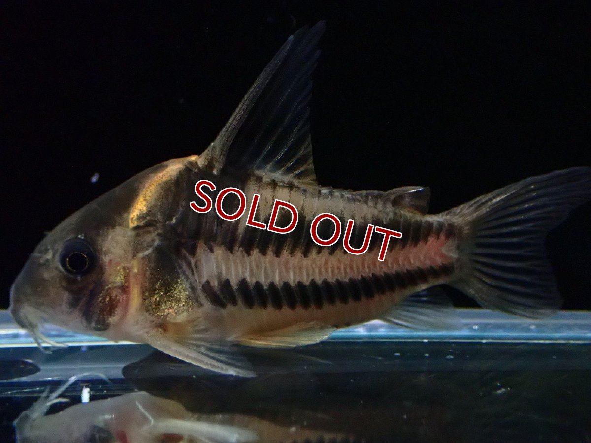 画像2: 【淡水魚】【通販】美ライン No2 コリドラス スーパーパラレルス【個体販売】(±4.5cm)(コリドラス)(生体)(熱帯魚)NKCR (2)