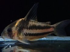 画像2: 【淡水魚】【通販】美ライン No2 コリドラス スーパーパラレルス【個体販売】(±4.5cm)(コリドラス)(生体)(熱帯魚)NKCR (2)