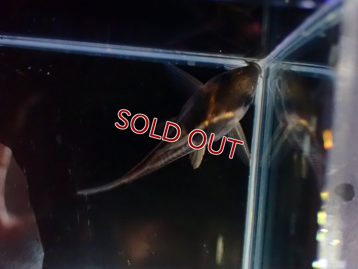 画像3: 【淡水魚】【通販】美ライン No2 コリドラス スーパーパラレルス【個体販売】(±4.5cm)(コリドラス)(生体)(熱帯魚)NKCR (3)