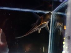 画像3: 【淡水魚】【通販】美ライン No2 コリドラス スーパーパラレルス【個体販売】(±4.5cm)(コリドラス)(生体)(熱帯魚)NKCR (3)