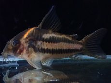 画像1: 【淡水魚】【通販】美ライン 訳あり No3 コリドラス スーパーパラレルス【個体販売】(±5.5cm)(コリドラス)(生体)(熱帯魚)NKCR (1)
