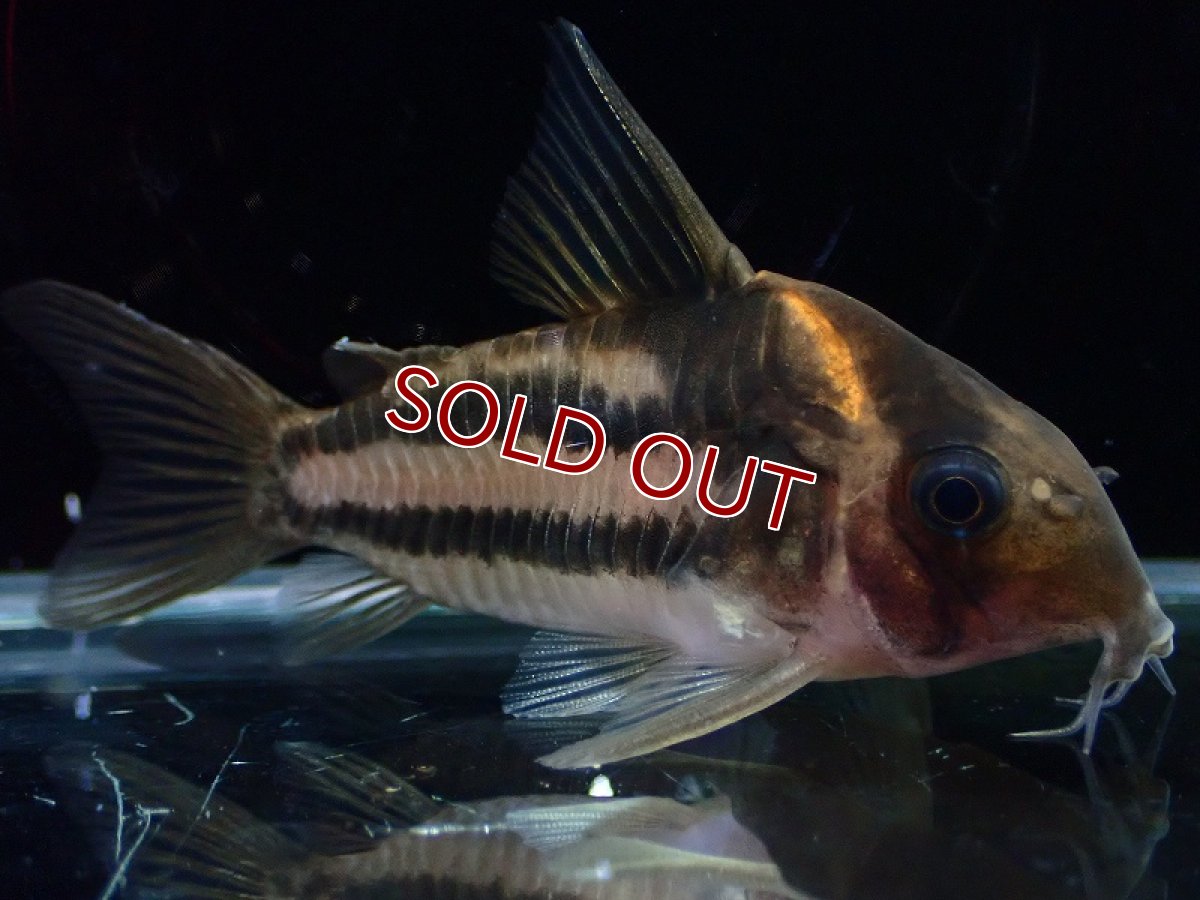 画像2: 【淡水魚】【通販】美ライン 訳あり No3 コリドラス スーパーパラレルス【個体販売】(±5.5cm)(コリドラス)(生体)(熱帯魚)NKCR (2)