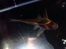 画像3: 【淡水魚】【通販】美ライン 訳あり No3 コリドラス スーパーパラレルス【個体販売】(±5.5cm)(コリドラス)(生体)(熱帯魚)NKCR (3)