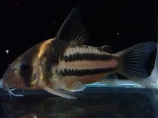画像1: 【淡水魚】【通販】美ライン No4 コリドラス スーパーパラレルス【個体販売】(±5.5cm)(コリドラス)(生体)(熱帯魚)NKCR (1)