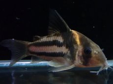 画像2: 【淡水魚】【通販】美ライン No4 コリドラス スーパーパラレルス【個体販売】(±5.5cm)(コリドラス)(生体)(熱帯魚)NKCR (2)