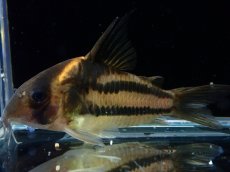画像1: 【淡水魚】【通販】美ライン No5 コリドラス スーパーパラレルス【個体販売】(±6cm)(コリドラス)(生体)(熱帯魚)NKCR (1)