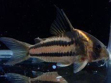 画像2: 【淡水魚】【通販】美ライン No5 コリドラス スーパーパラレルス【個体販売】(±6cm)(コリドラス)(生体)(熱帯魚)NKCR (2)