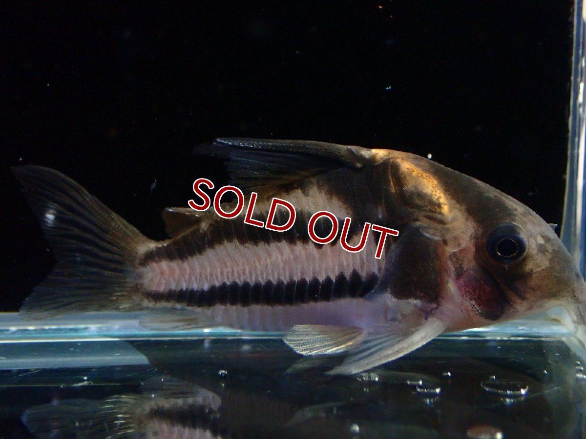 画像1: 【淡水魚】【通販】美ライン No6 コリドラス スーパーパラレルス【個体販売】(±5.5cm)(コリドラス)(生体)(熱帯魚)NKCR (1)