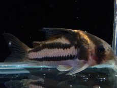 画像1: 【淡水魚】【通販】美ライン No6 コリドラス スーパーパラレルス【個体販売】(±5.5cm)(コリドラス)(生体)(熱帯魚)NKCR (1)