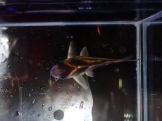 画像3: 【淡水魚】【通販】美ライン No6 コリドラス スーパーパラレルス【個体販売】(±5.5cm)(コリドラス)(生体)(熱帯魚)NKCR (3)