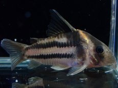 画像1: 【淡水魚】【通販】美ライン No7 コリドラス スーパーパラレルス【個体販売】(±5.5cm)(コリドラス)(生体)(熱帯魚)NKCR (1)