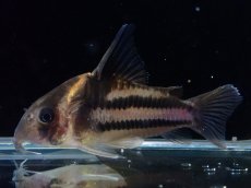 画像2: 【淡水魚】【通販】美ライン No7 コリドラス スーパーパラレルス【個体販売】(±5.5cm)(コリドラス)(生体)(熱帯魚)NKCR (2)