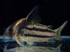 画像1: 【淡水魚】【通販】美ライン No8 コリドラス スーパーパラレルス【個体販売】(±5.5cm)(コリドラス)(生体)(熱帯魚)NKCR (1)