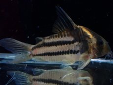 画像2: 【淡水魚】【通販】美ライン No8 コリドラス スーパーパラレルス【個体販売】(±5.5cm)(コリドラス)(生体)(熱帯魚)NKCR (2)
