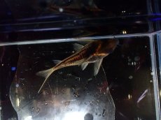 画像3: 【淡水魚】【通販】美ライン No8 コリドラス スーパーパラレルス【個体販売】(±5.5cm)(コリドラス)(生体)(熱帯魚)NKCR (3)