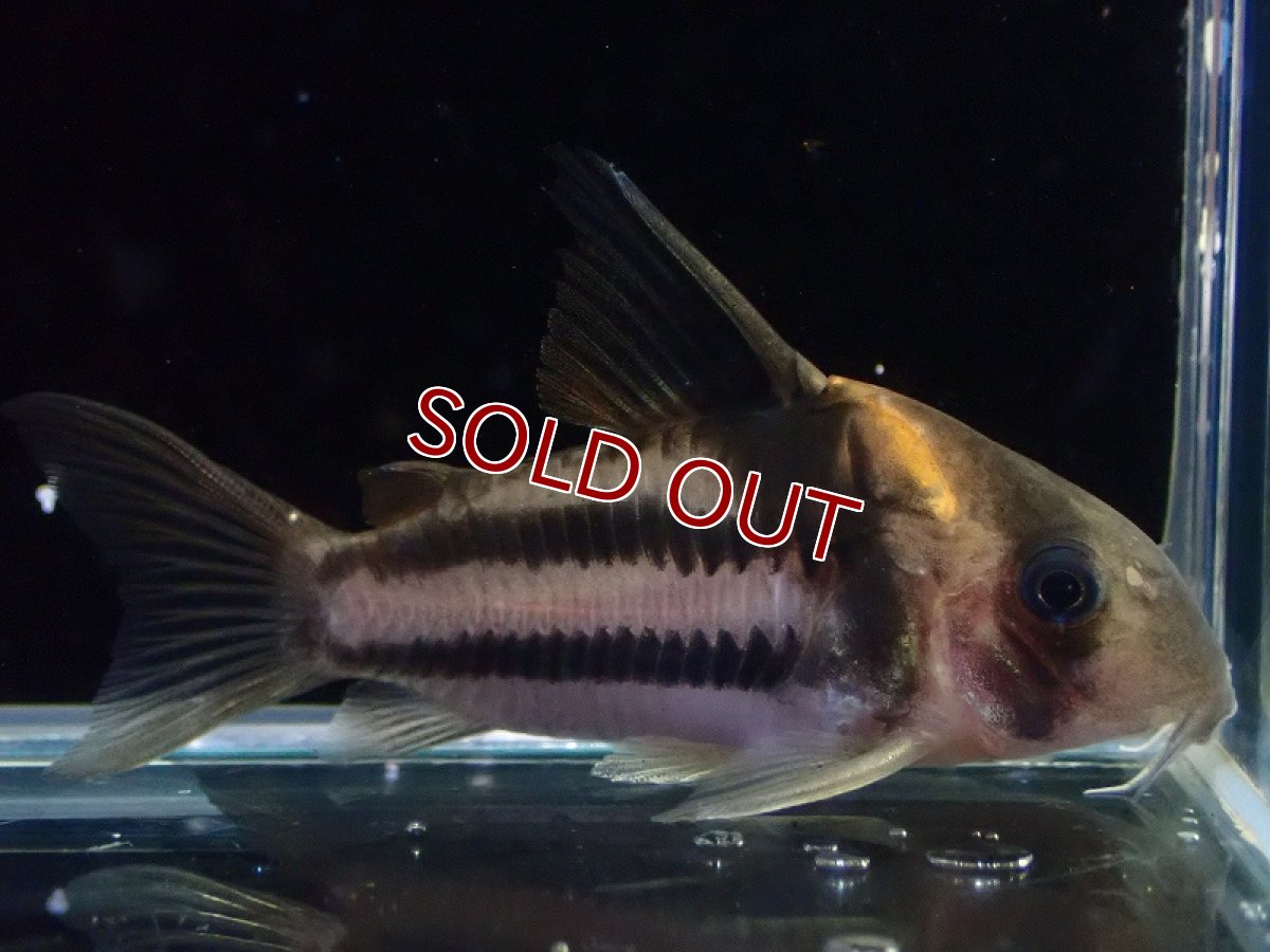 画像1: 【淡水魚】【通販】美ライン No9 コリドラス スーパーパラレルス【個体販売】(±5.5cm)(コリドラス)(生体)(熱帯魚)NKCR (1)