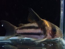 画像1: 【淡水魚】【通販】美ライン No9 コリドラス スーパーパラレルス【個体販売】(±5.5cm)(コリドラス)(生体)(熱帯魚)NKCR (1)